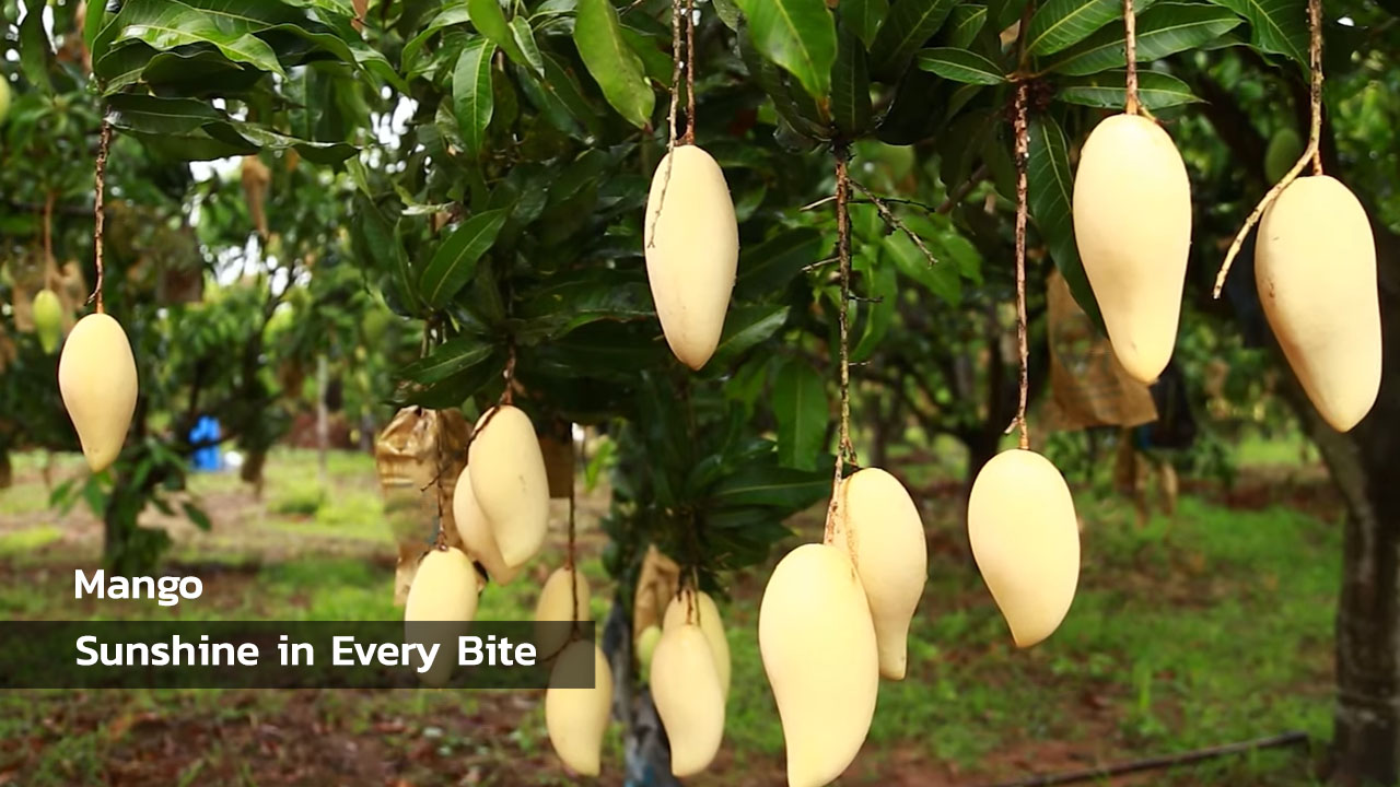 Mango Sunshine in Every Bite, Thai Fruits