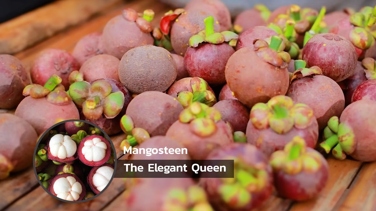 Thai Fruits Mangosteen The Elegant Queen