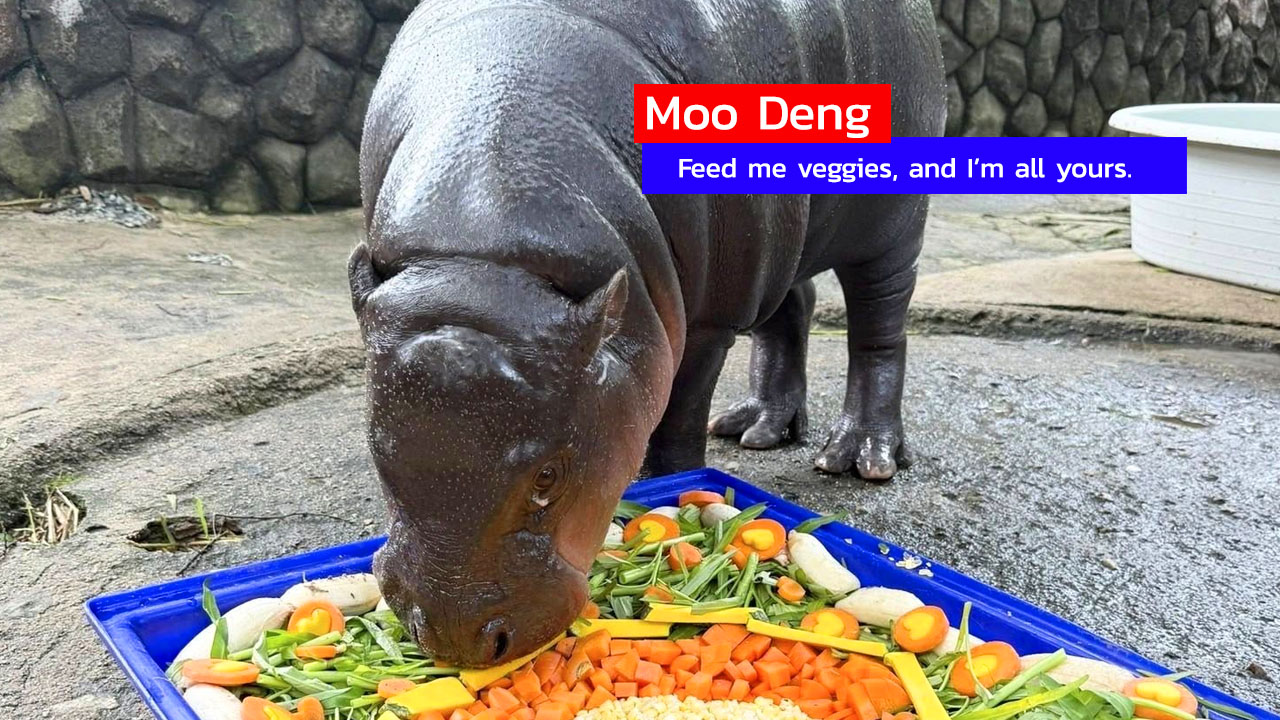 Moo Deng, Feed me veggies, and I’m all yours
