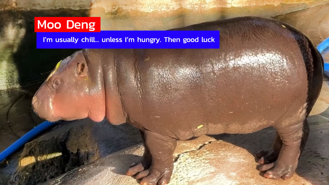 Moo Deng Thailand's Four-Legged Soft Power