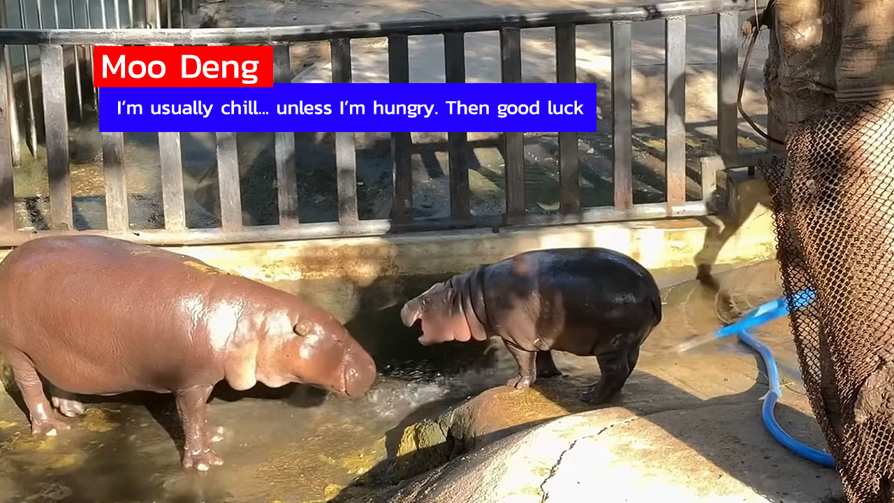 What is Moo Deng in Thailand