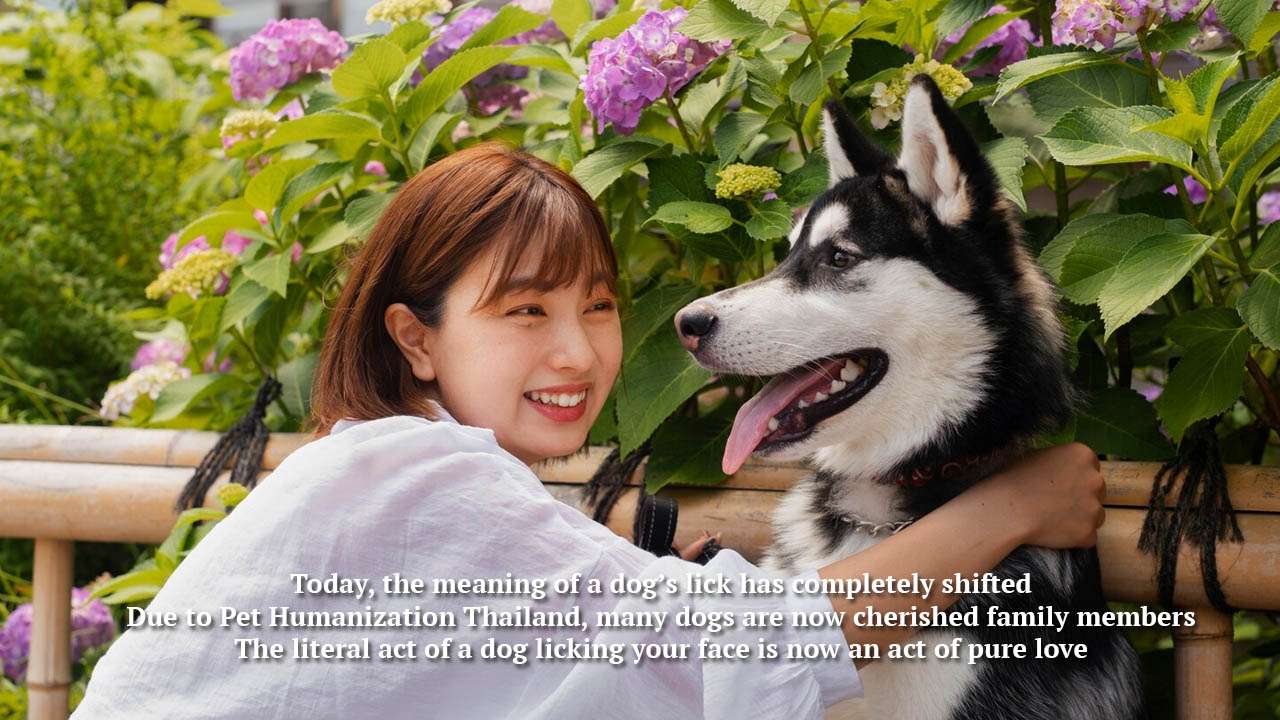 Pet Humanization Thailand,Play with a dog and the dog will lick your mouth